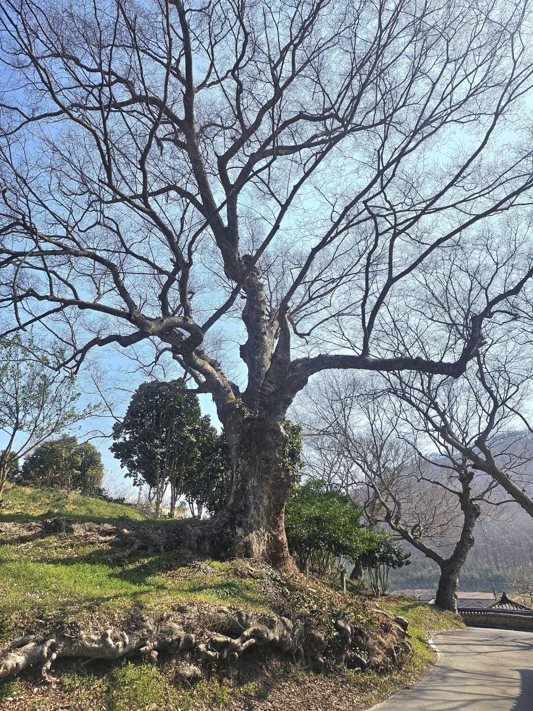 전통문향속의 핀 철쭉 꽃
