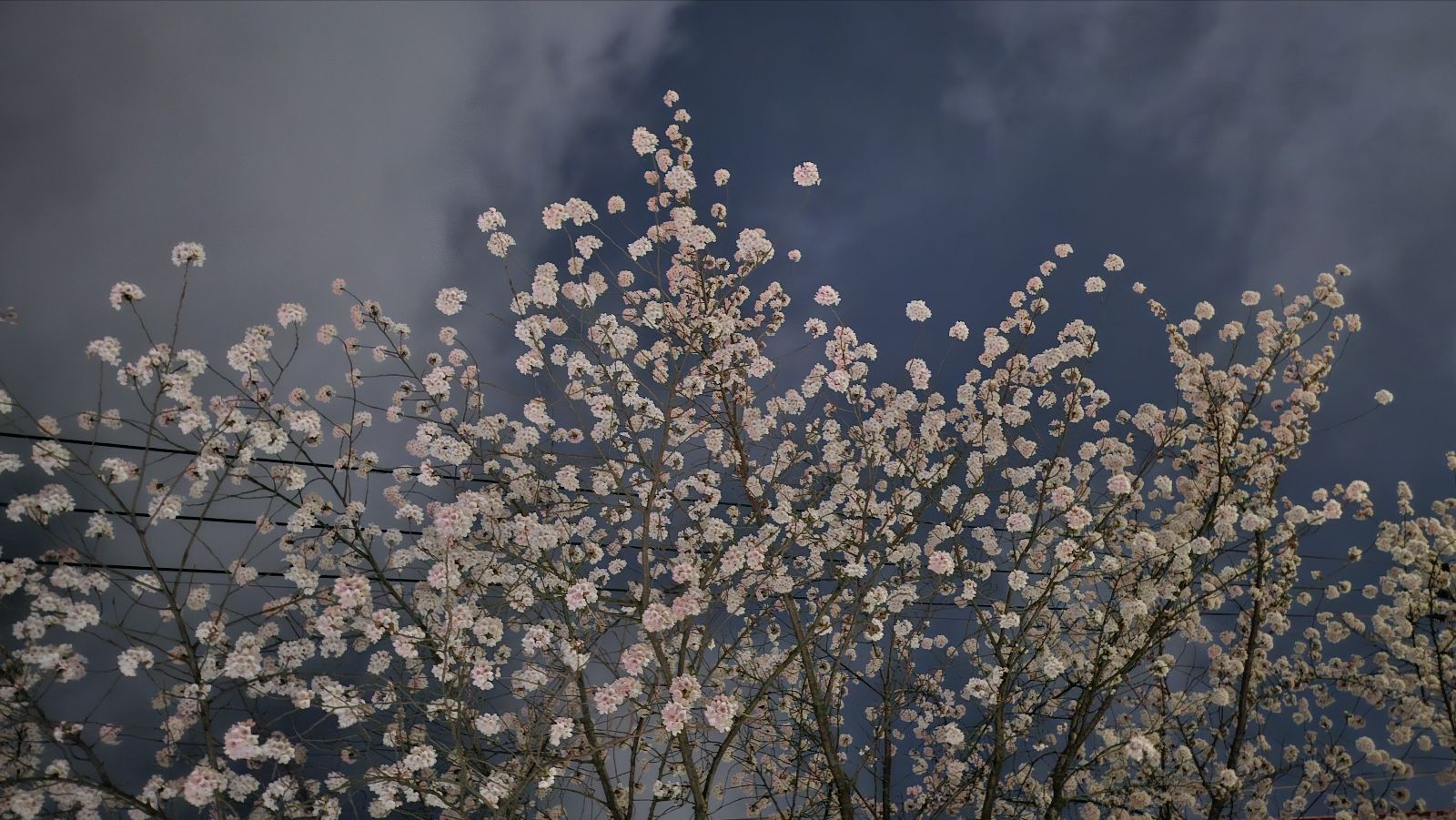 벚꽃속의 붉은 달