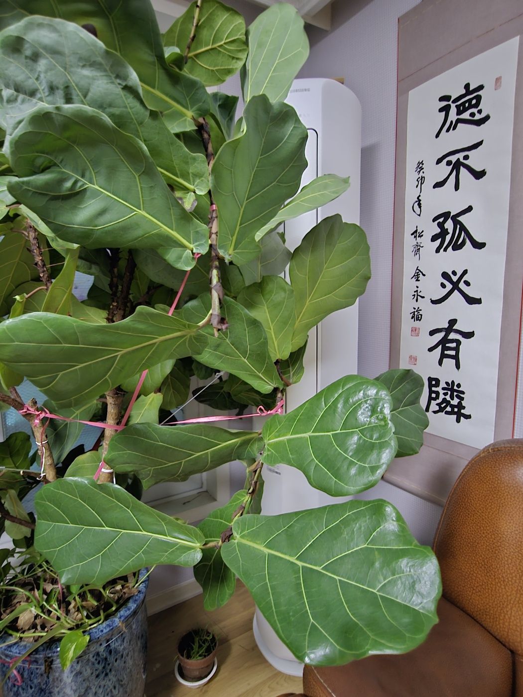 30년 세월 같이한 거실 수목