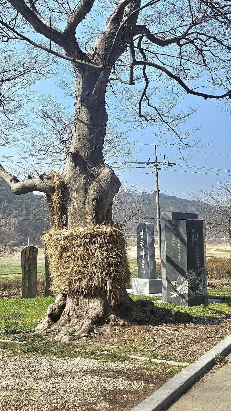 전통문향속의 핀 철쭉 꽃