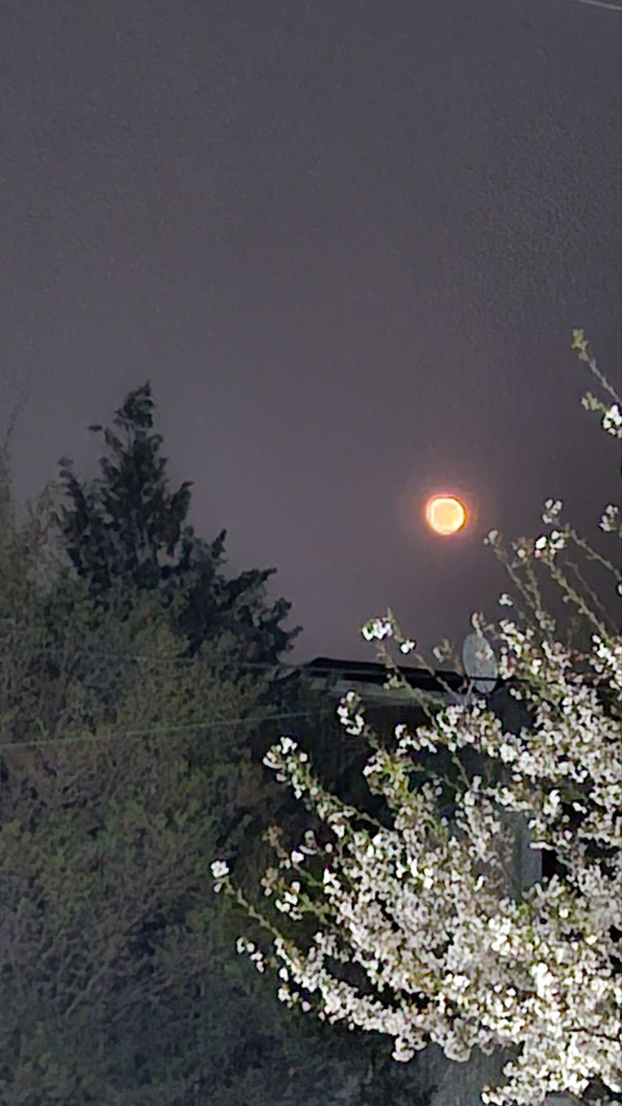 벚꽃속의 붉은 달