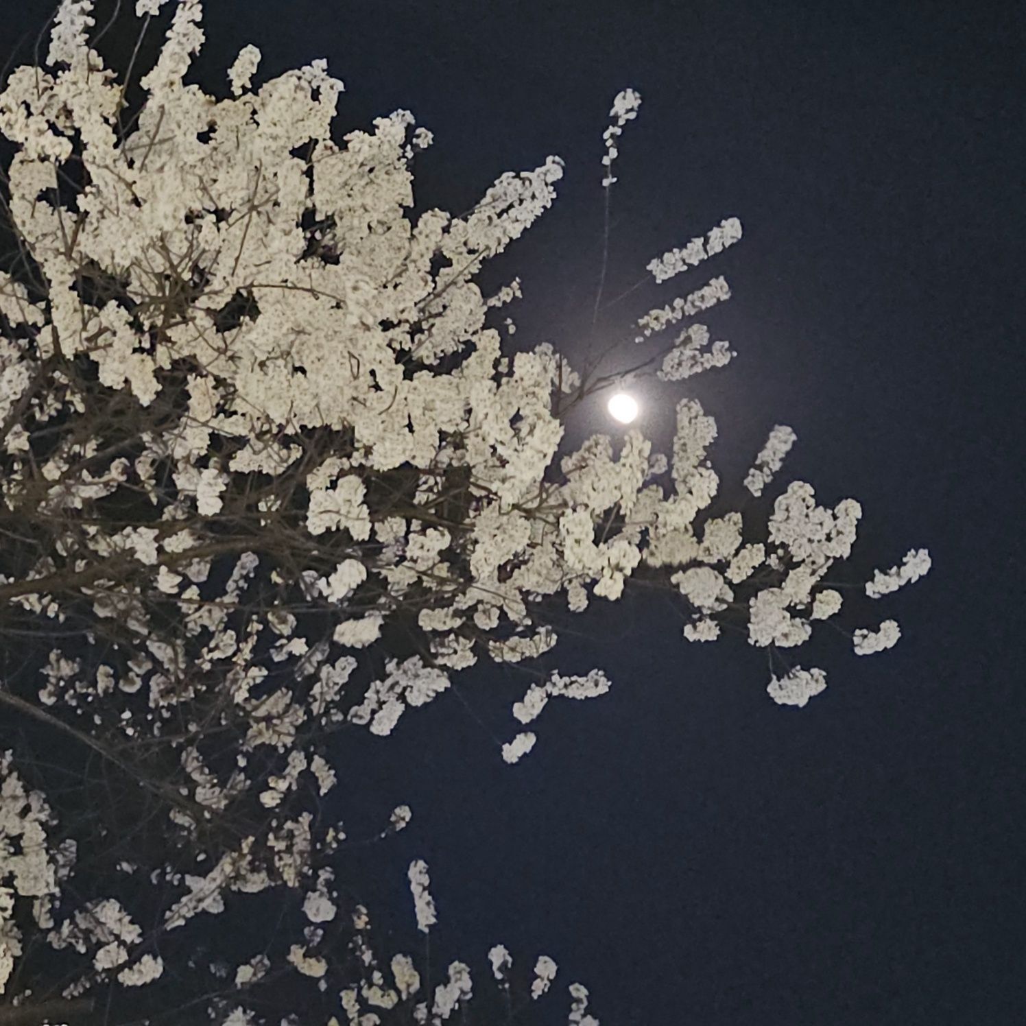 벚꽃과 밝은달의 향연