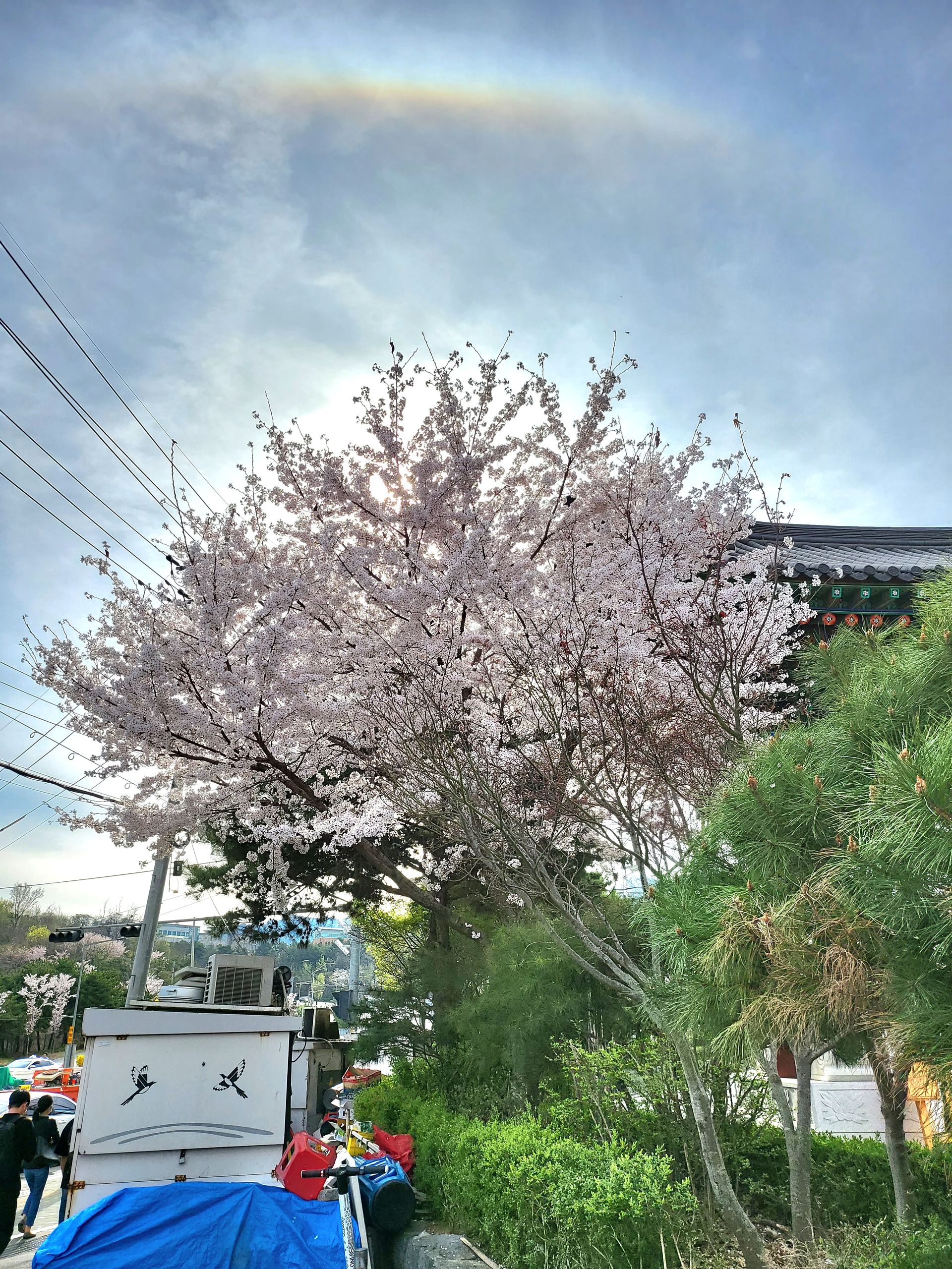 벚꽃 위 무지개