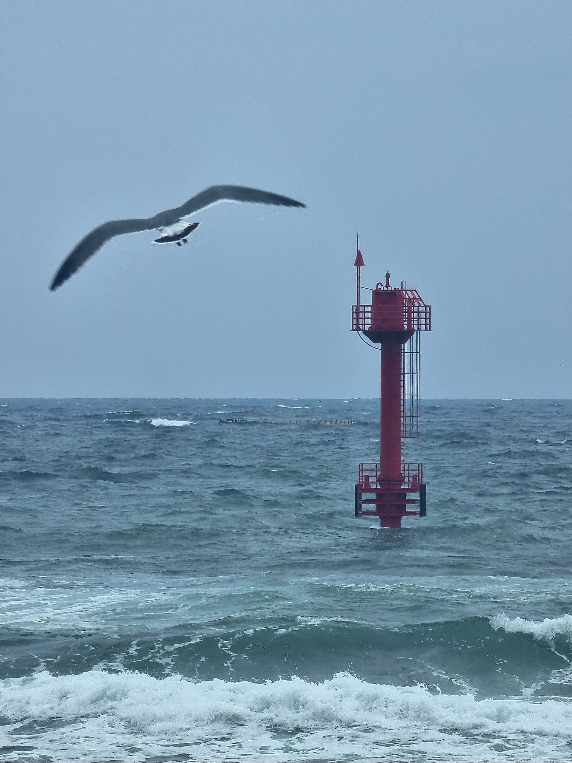 날아오르라 갈매기여