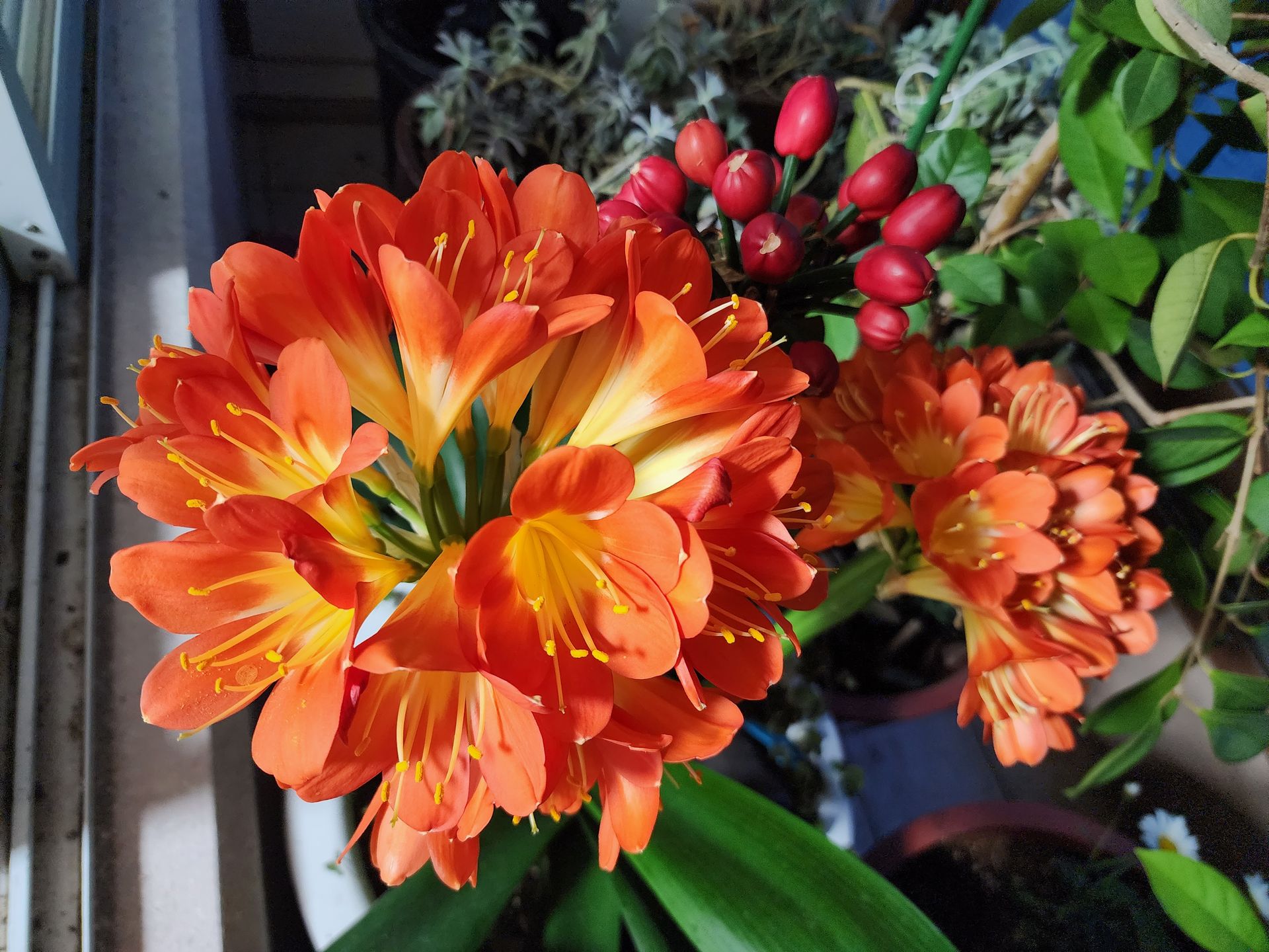 고결한사랑 군자란