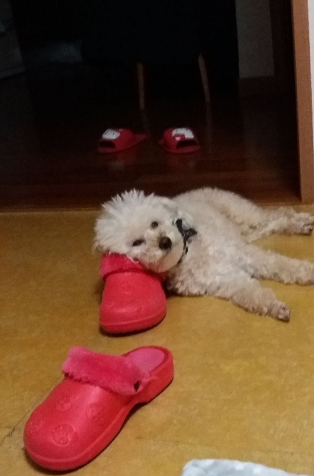 상팔자 푸들별이