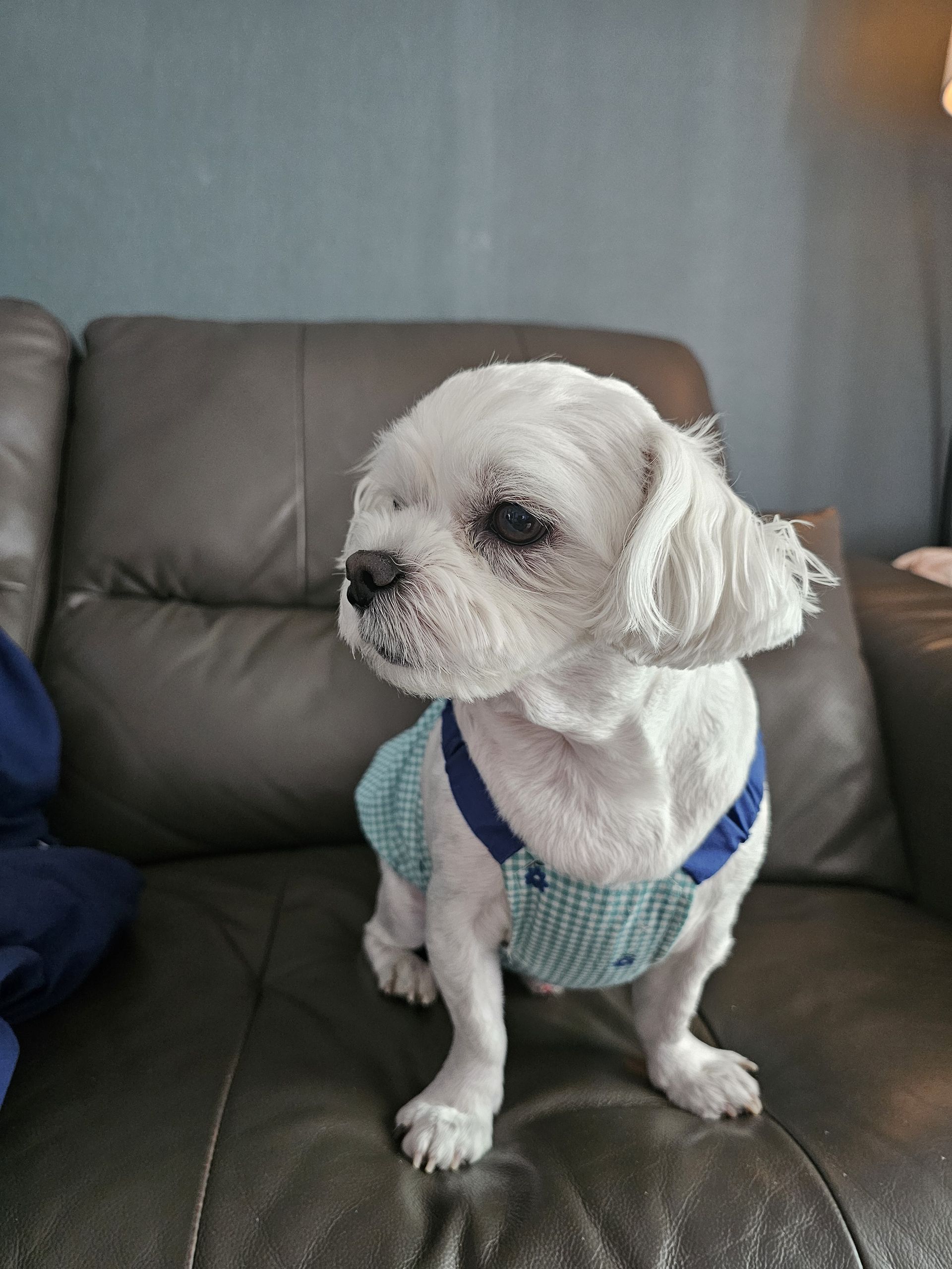 주영숙 반려건(동동이 )