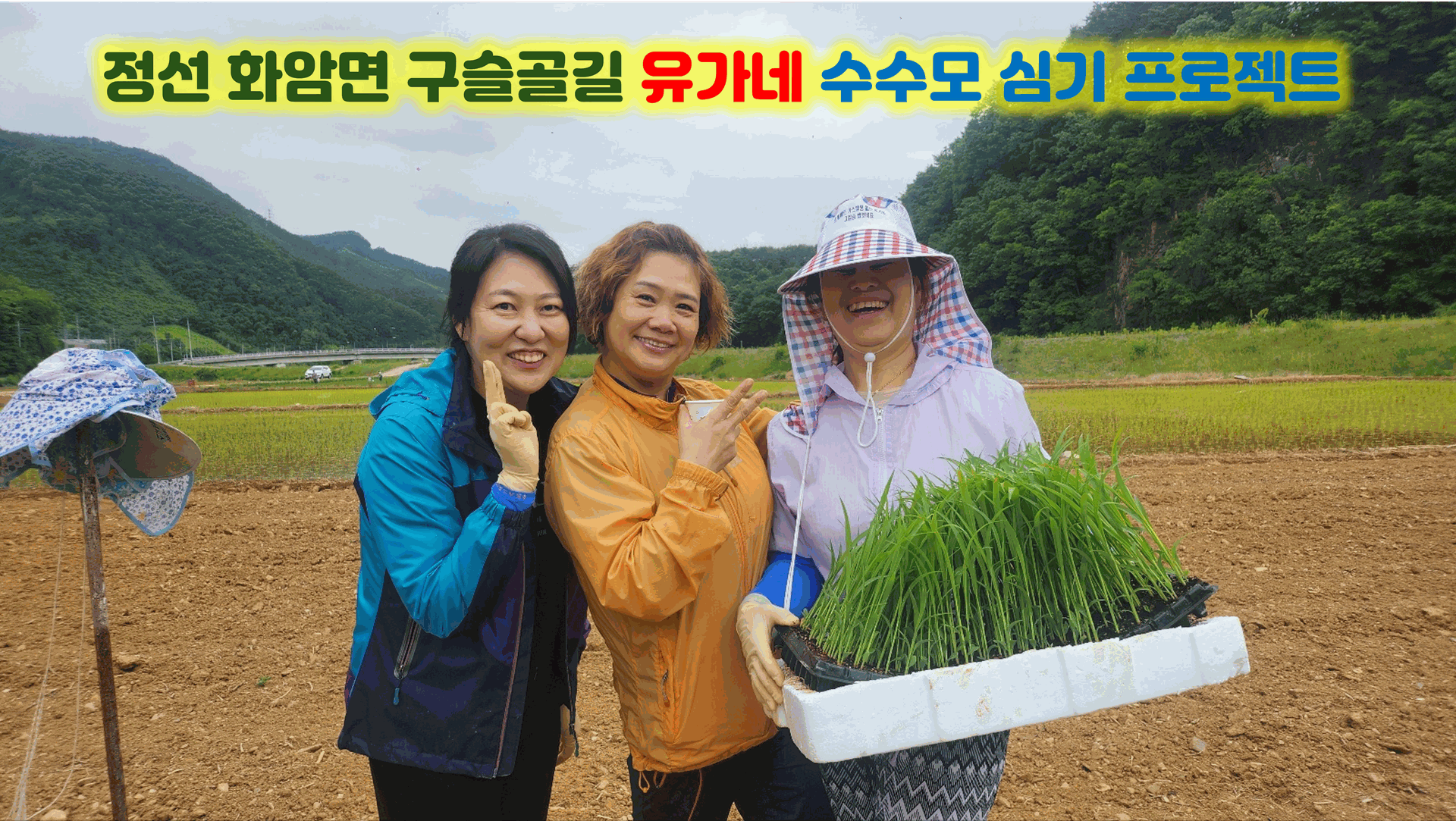 정선 화암면 구슬골길 유가네 수수 모심기 프로젝트