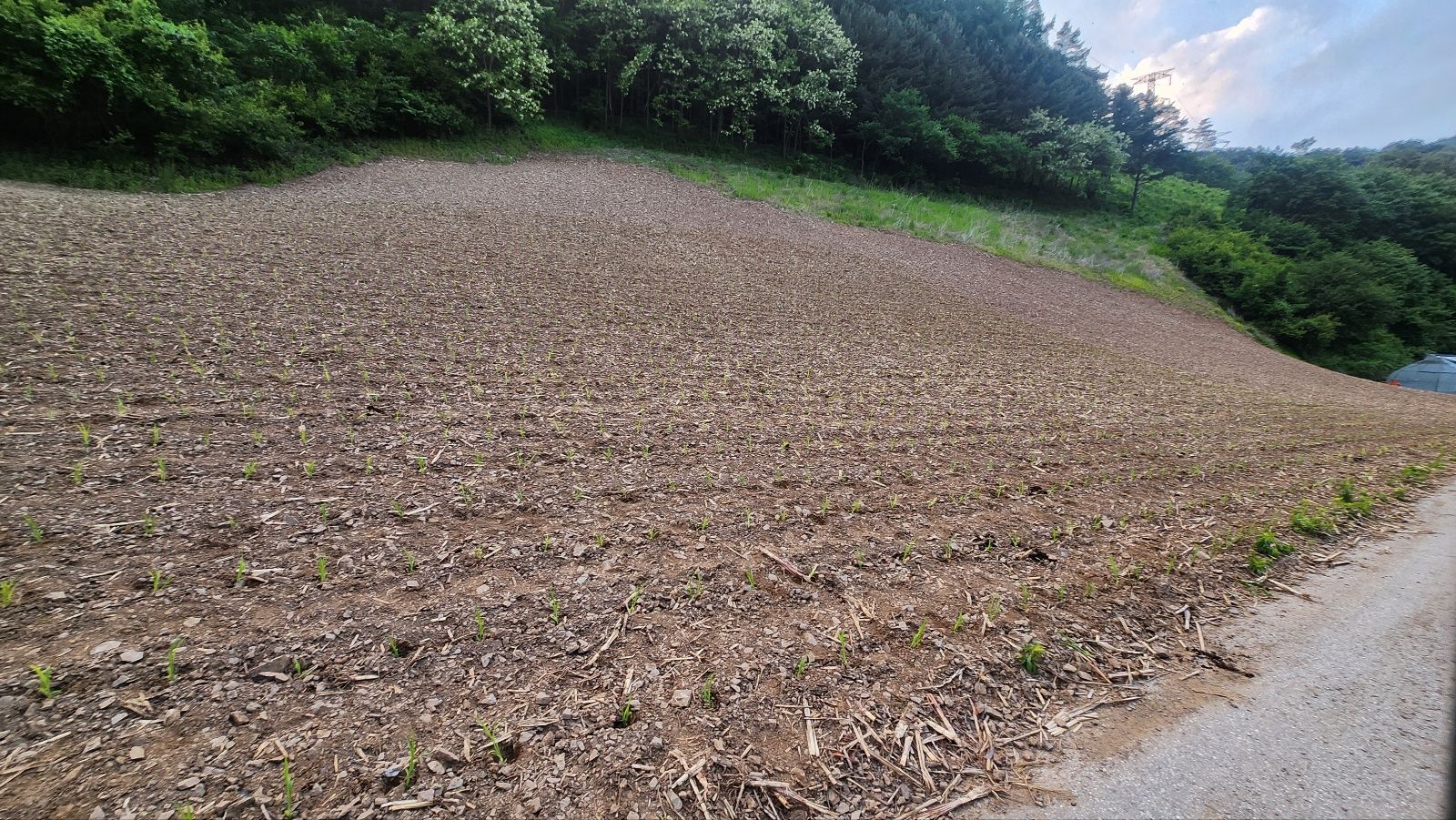 정선 화암면 구슬골길 유가네 수수 모심기 프로젝트