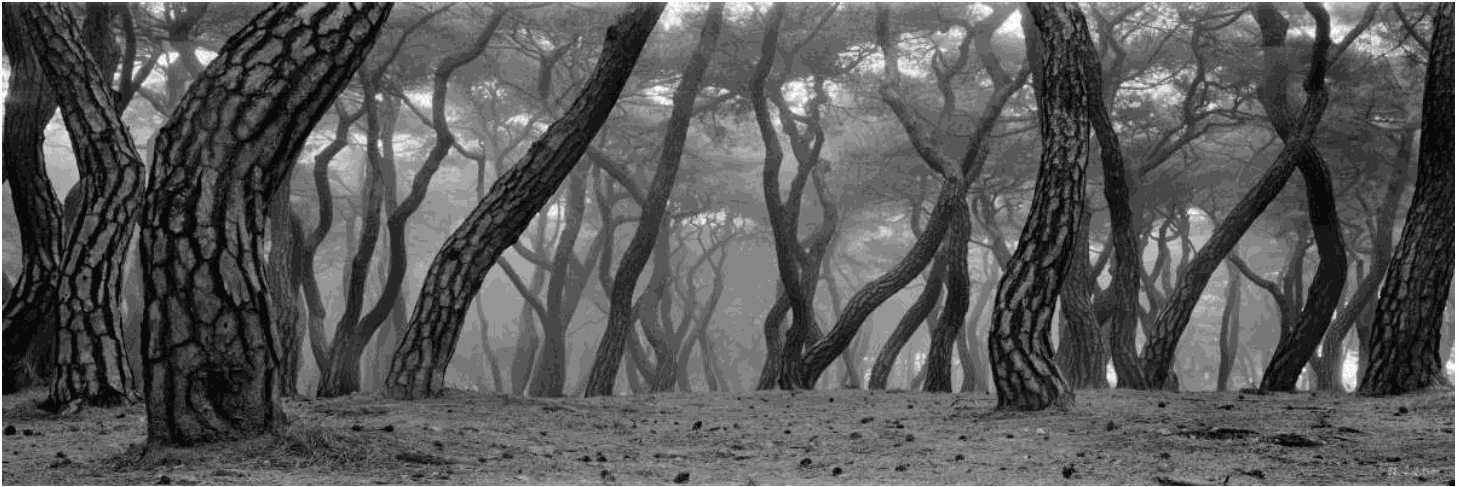 소나무 四季 연작 시리즈_태고의 이야기 SHK-B-068