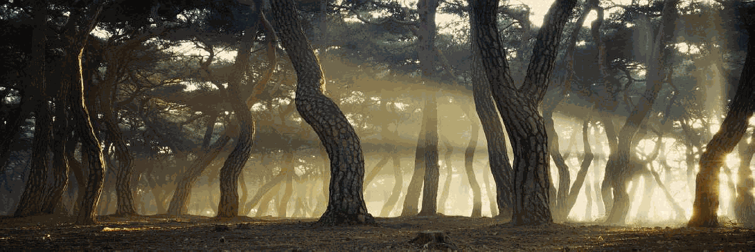 소나무 四季 연작 시리즈_정령들의 숲, 夏