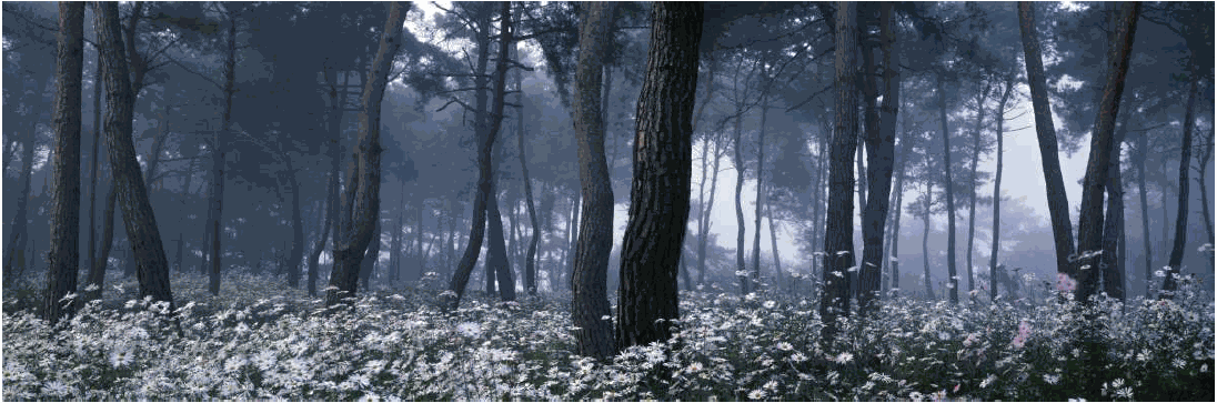 소나무 四季 연작 시리즈_꽃들의 숲, 秋