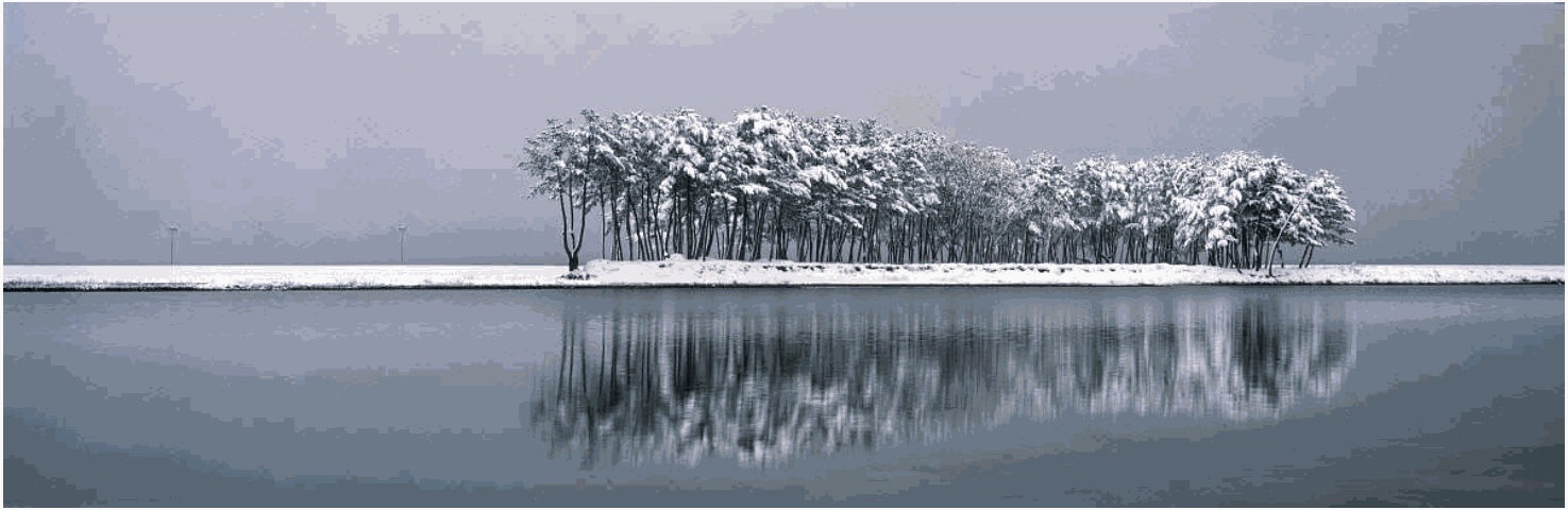 소나무 四季 연작 시리즈_겨울이 비치다