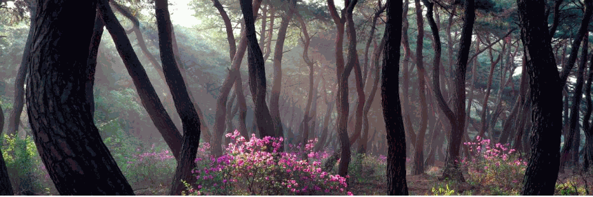 소나무 四季 연작 시리즈_봄이 오는길, 春