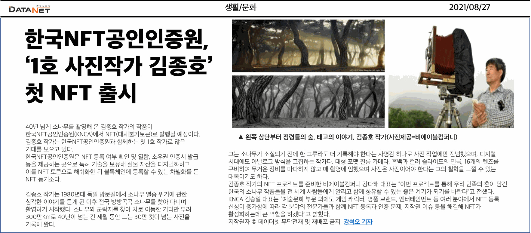 소나무 四季 연작 시리즈_겨울이 비치다